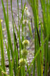 American bur-reed